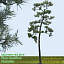 Japanese Red Pine 1 High Resolution